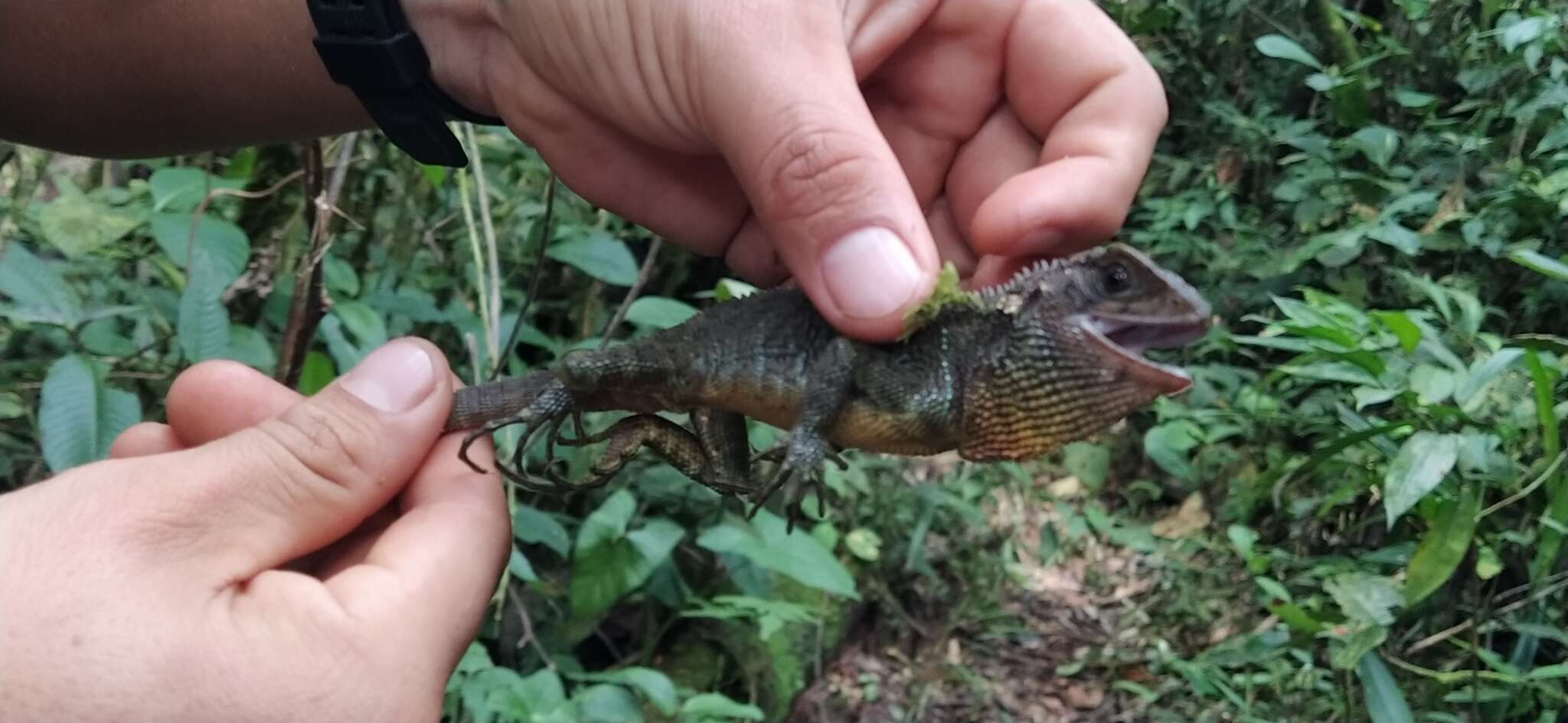 Image of Canelos Woodlizard