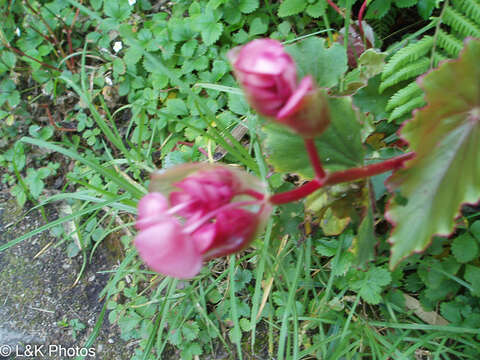 Image of Begonia bracteosa A. DC.