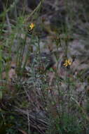 Image de Hypericum silenoides Juss.