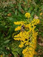 Image of Bombus campestris (Panzer 1801)