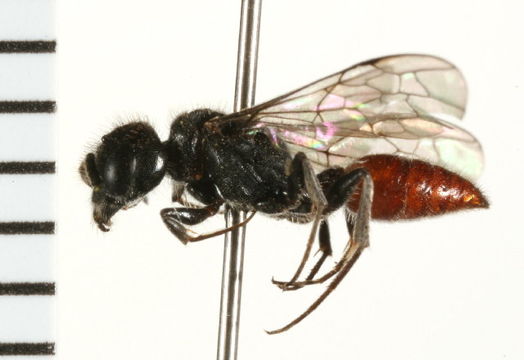 Image of Ctenoplectra