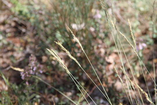 Image of Volga fescue