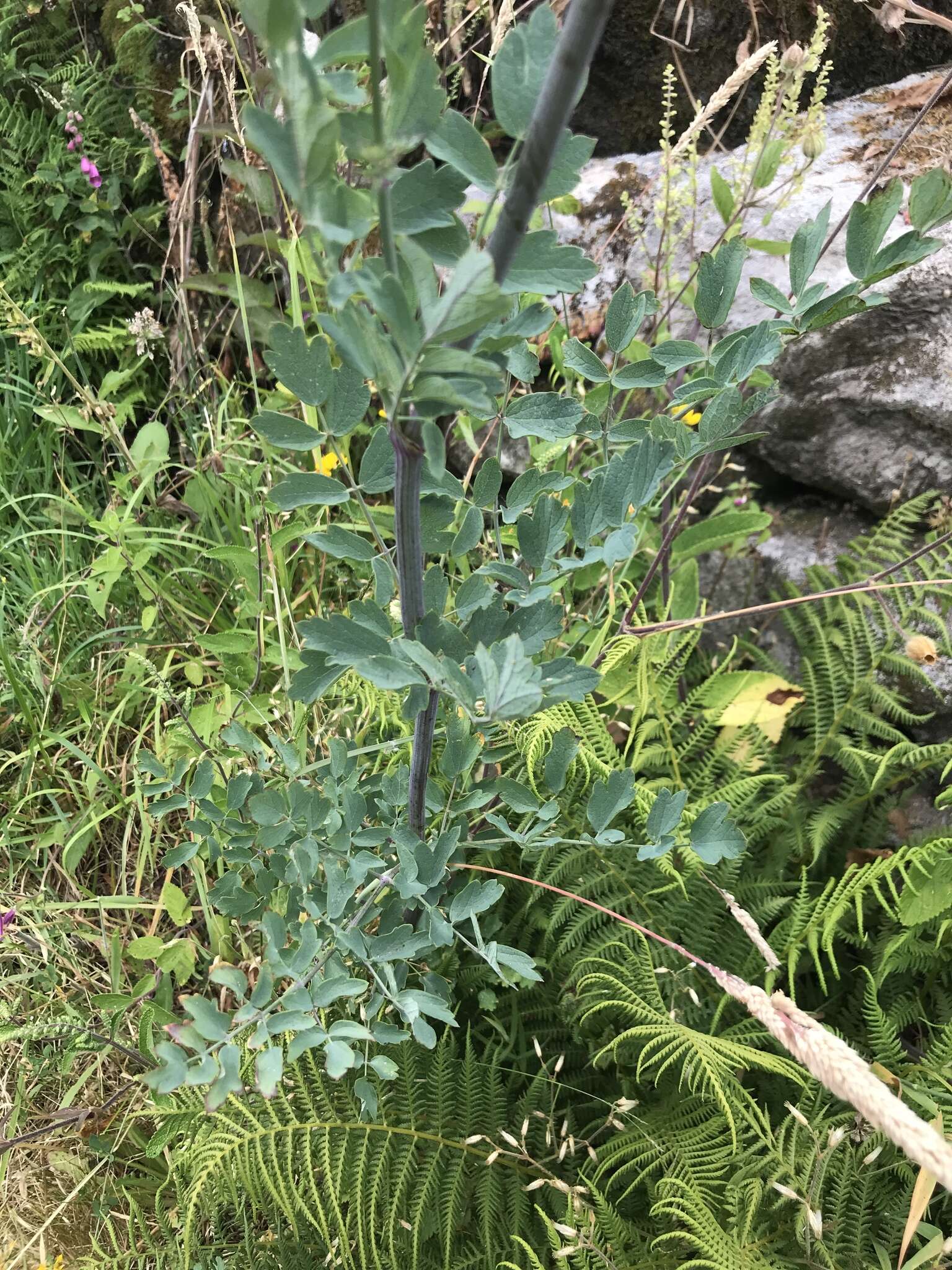 Thalictrum speciosissimum L. resmi