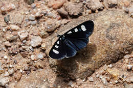 Image of Two-spotted Forester