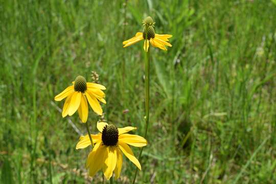 Image of Shiny Coneflower