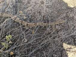 Image of Chihuahuan Desert Lyresnake