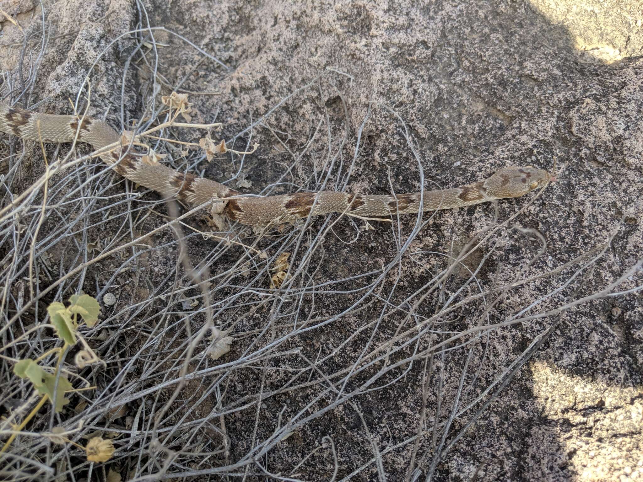 Image of Chihuahuan Desert Lyresnake