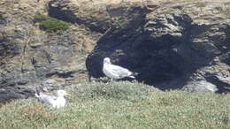 Слика од Larus argentatus argenteus Brehm, CL & Schilling 1822