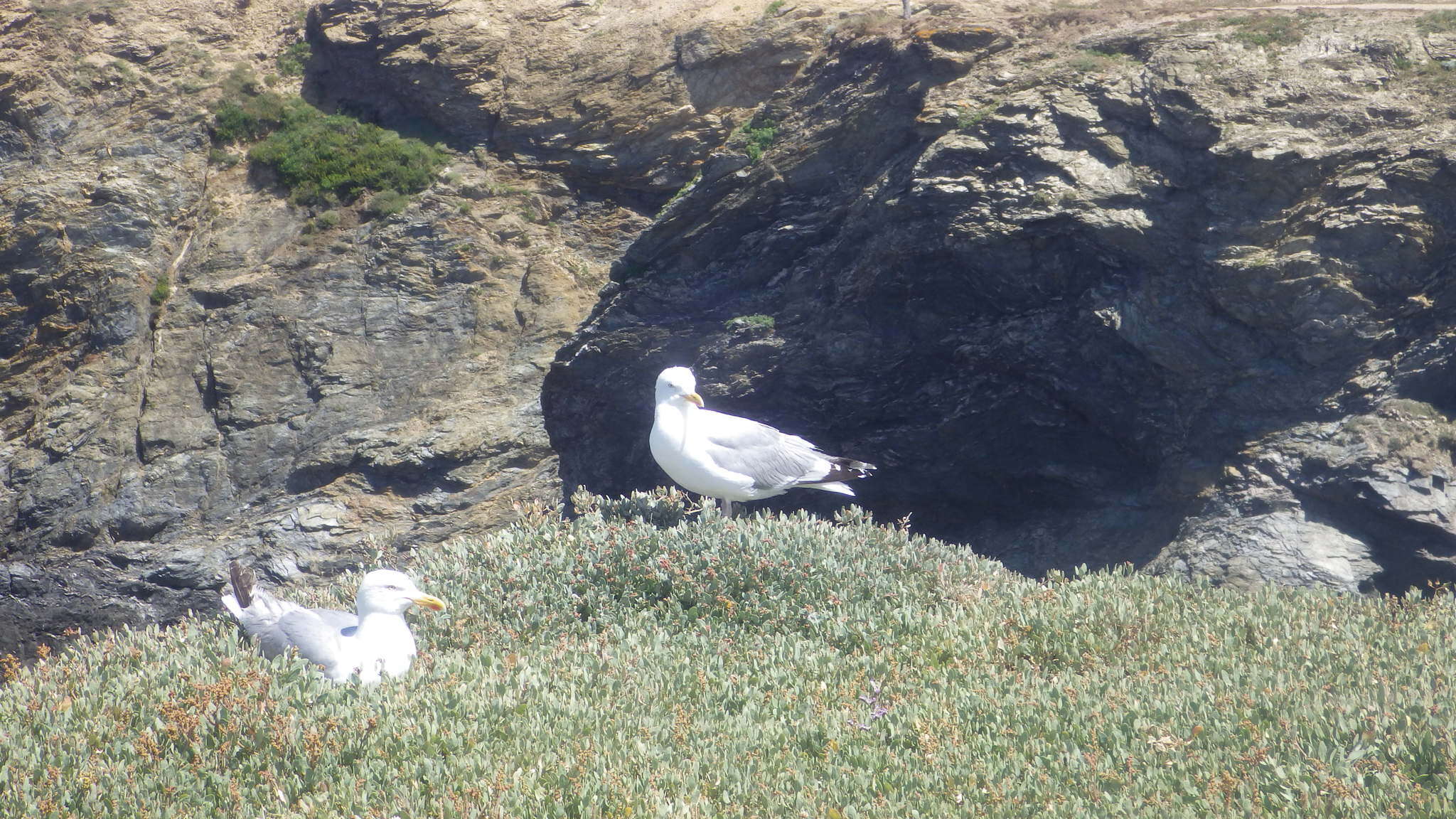 Слика од Larus argentatus argenteus Brehm, CL & Schilling 1822