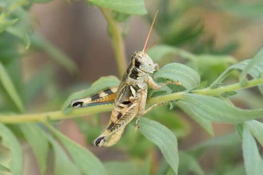 Melanoplus lakinus (Scudder & S. H. 1878)的圖片