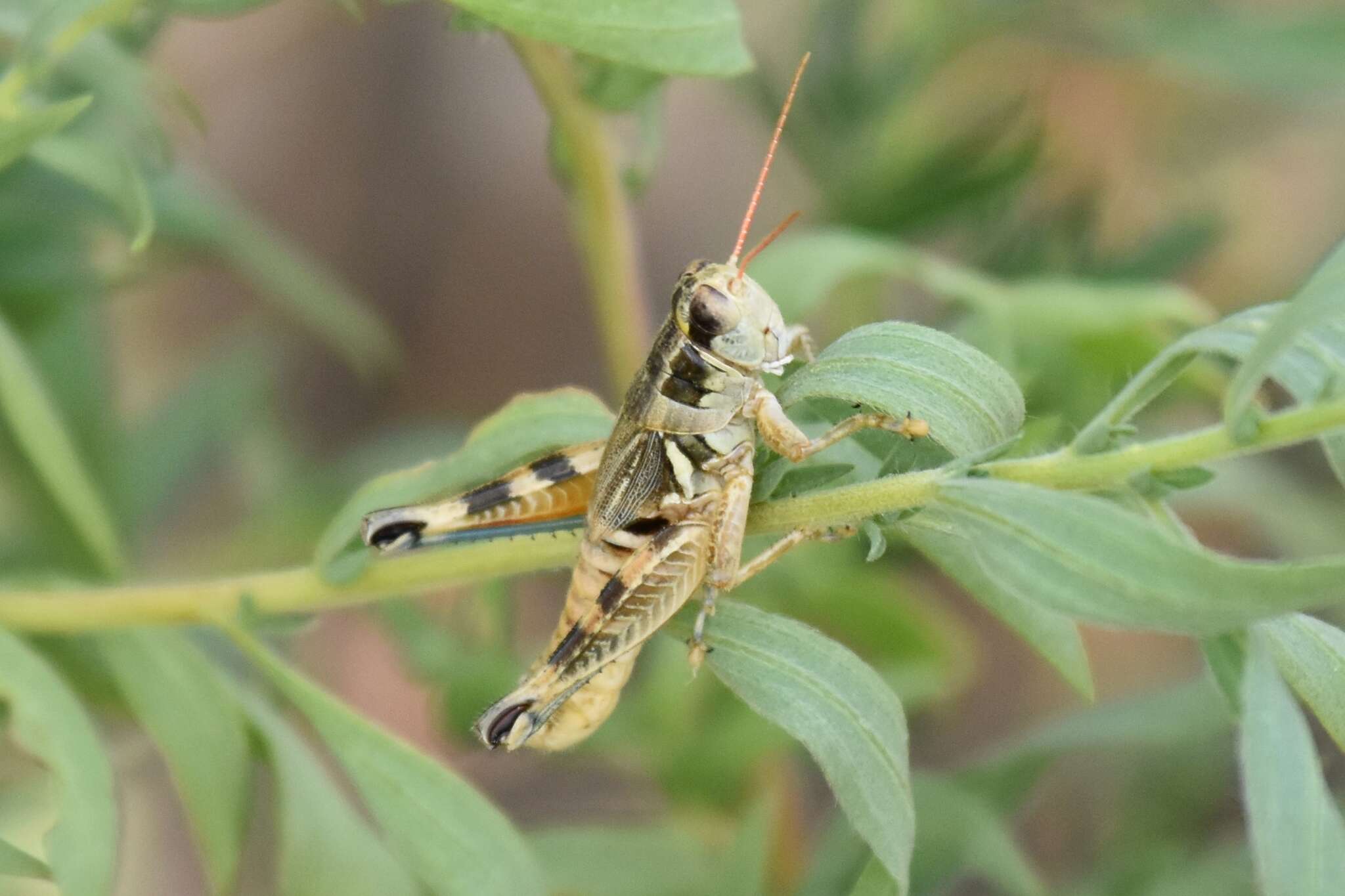 Image of Lakin Grasshopper