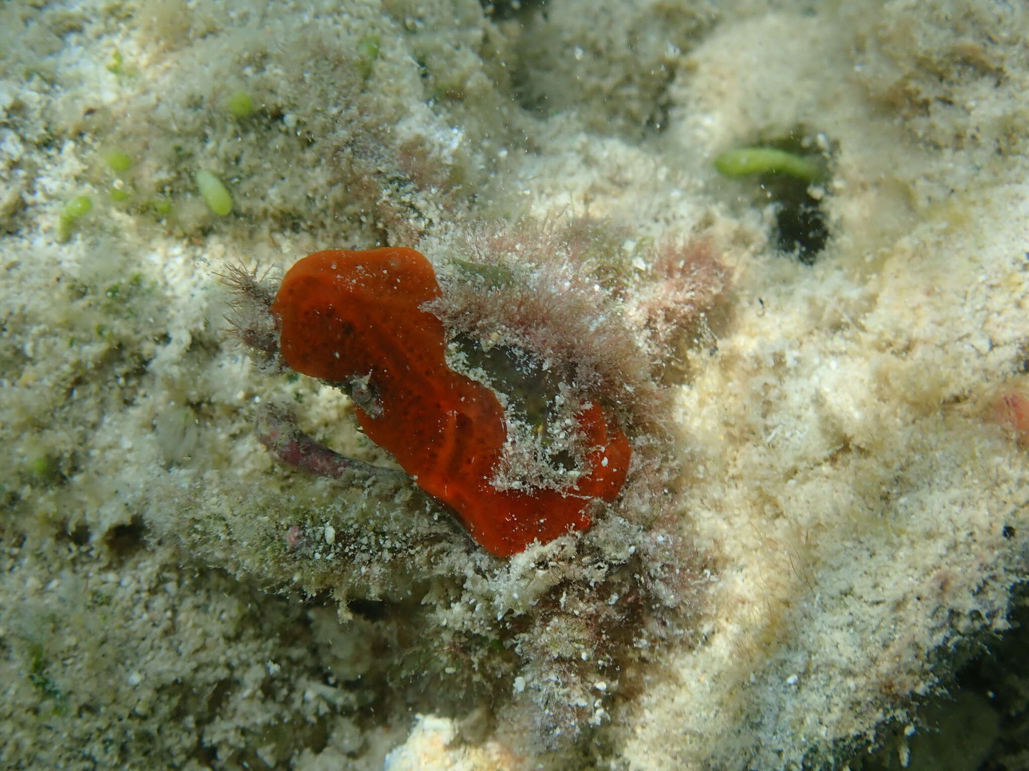 Image of Macrocoeloma nodipes (Desbonne ex Desbonne & Schramm 1867)