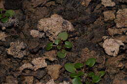 Image of Kentucky glade cress