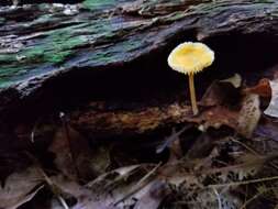 Sivun Atheniella leptophylla (Peck) Gminder & T. Böhning 2016 kuva