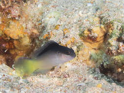 Image of Pale dottyback