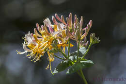 Image of Etruscan honeysuckle