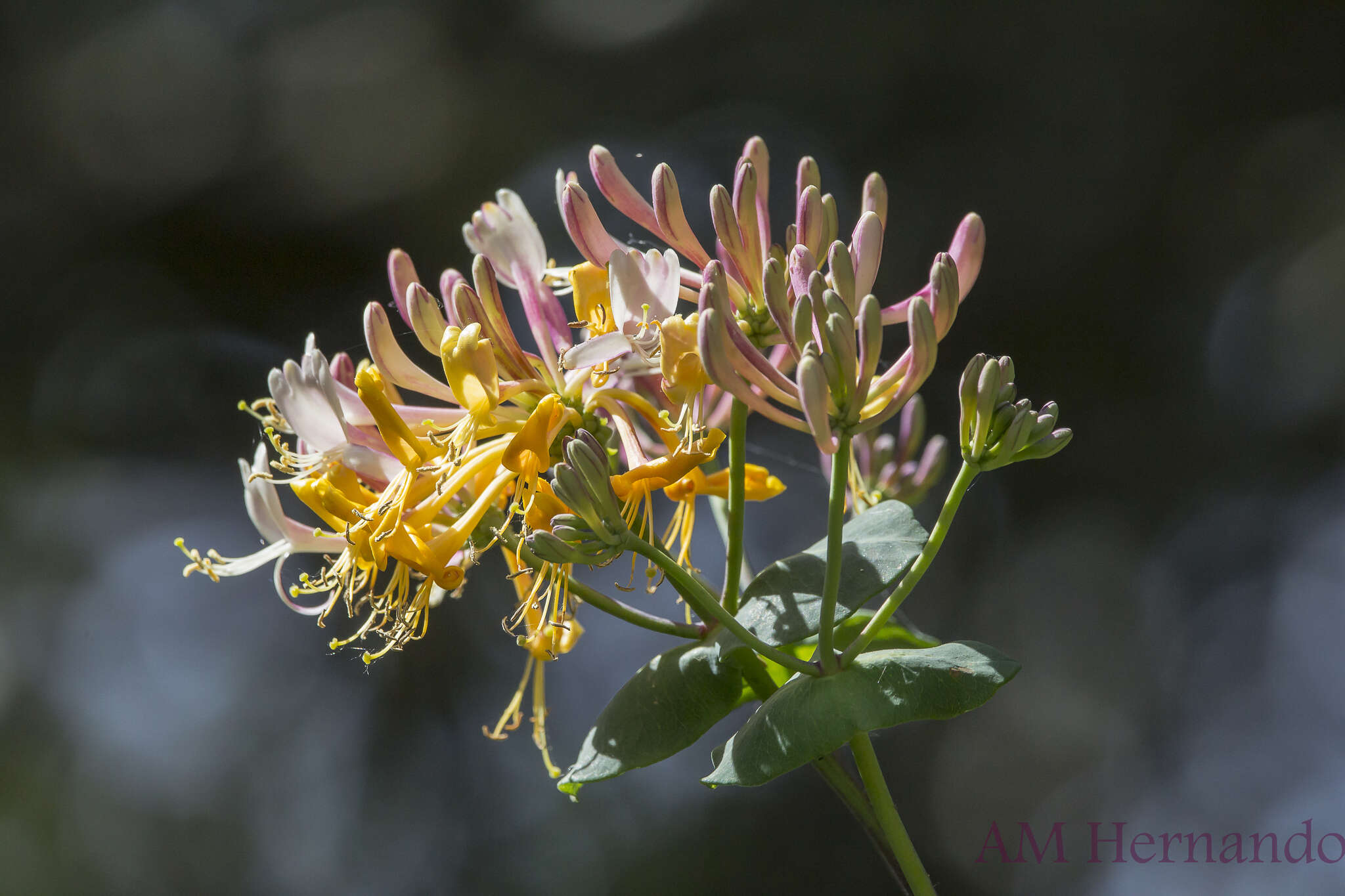 Image of Etruscan honeysuckle