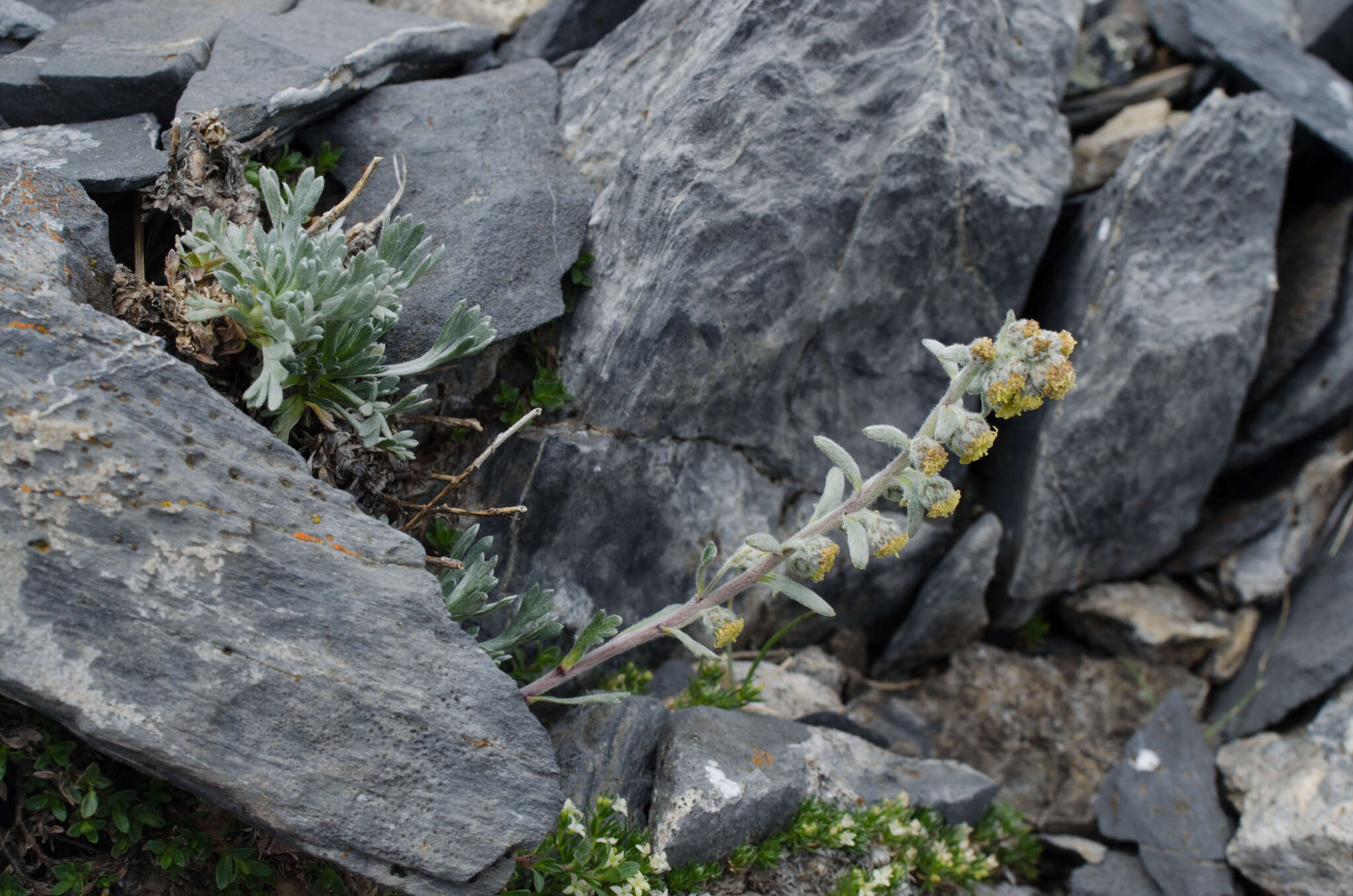 Artemisia umbelliformis subsp. eriantha (Ten.) J. Vallès Xirau & M. Oliva Brañas的圖片