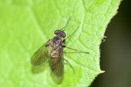 Image of Chrysopilus pilosus Leonard 1930