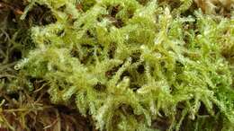 Image of sanionia moss