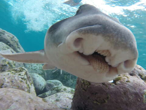 Image of bullhead sharks