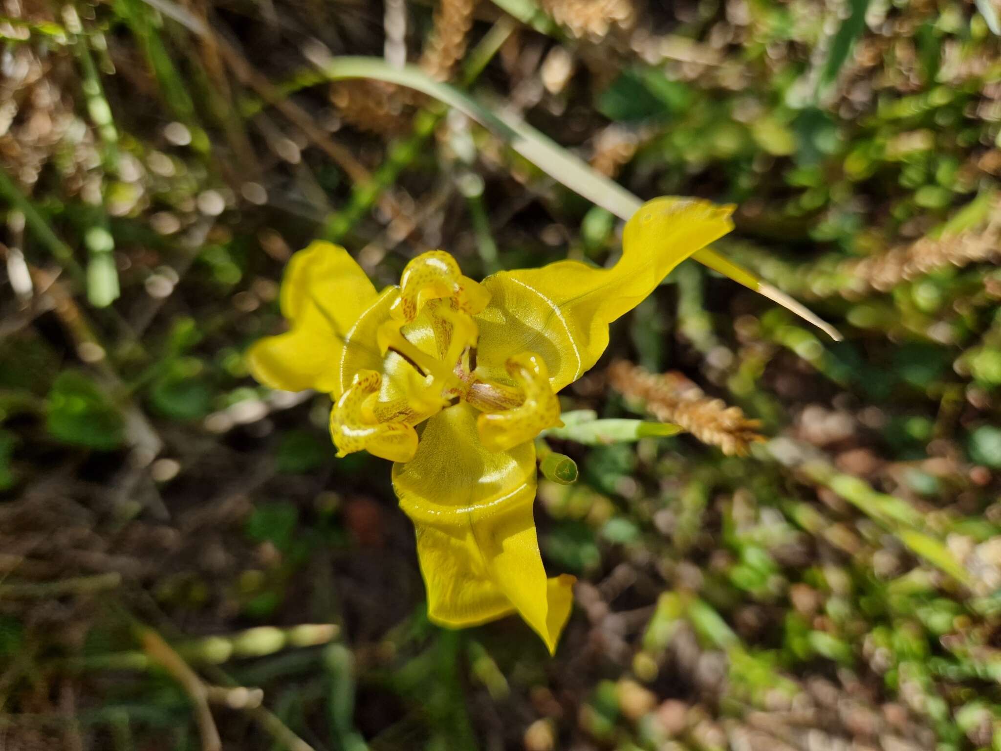 Image of Cypella armosa Ravenna