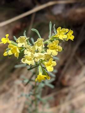 Plancia ëd Lithospermum cobrense Greene