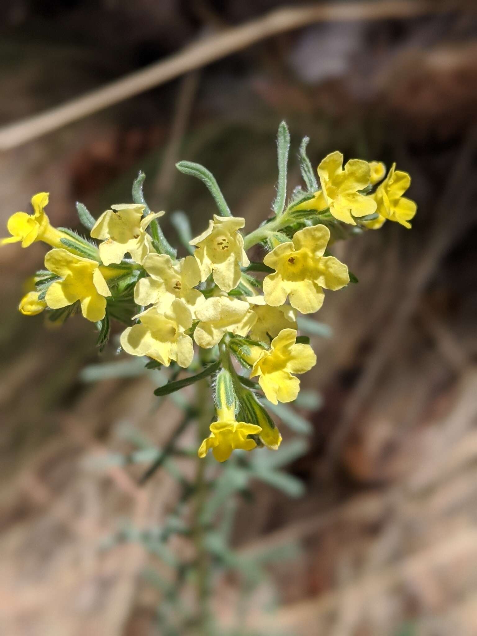 Plancia ëd Lithospermum cobrense Greene