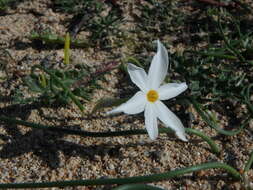 Image of Narcissus obsoletus (Haw.) Spach