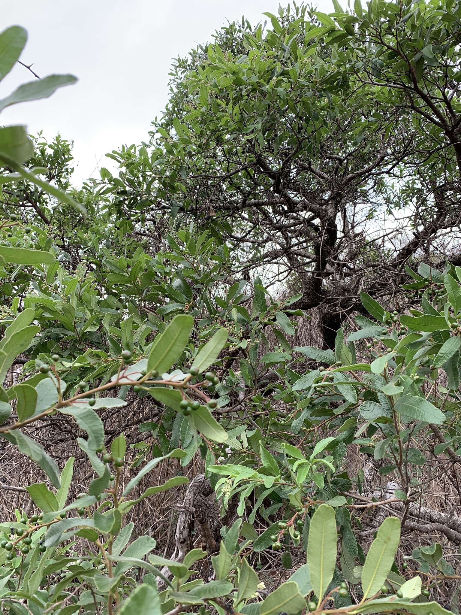 Image of Ozoroa sphaerocarpa R. & A. Fernandes