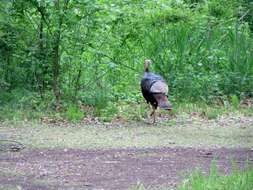 Imagem de Meleagris gallopavo silvestris Vieillot 1817