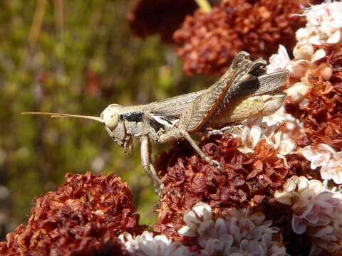 Melanoplus cinereus Scudder & S. H. 1878的圖片