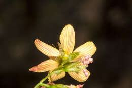 Слика од Hypericum australe Ten.