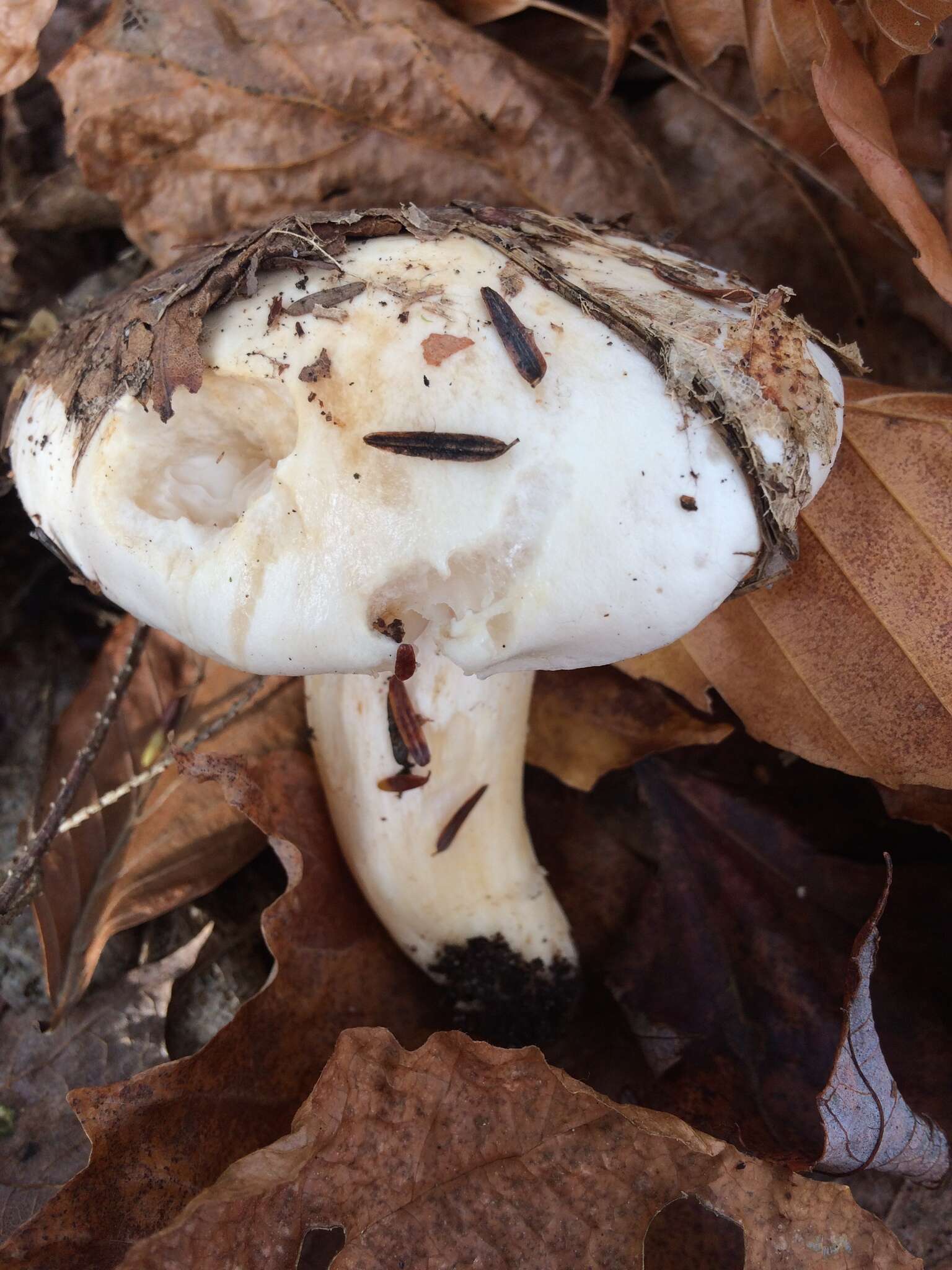 Image of Hygrophorus sordidus Peck 1898