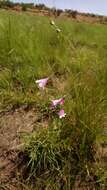 صورة Dierama mossii (N. E. Br.) Hilliard