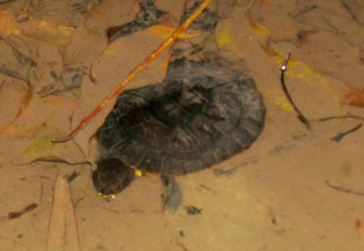 Image of Black-lined Toadhead Turtle
