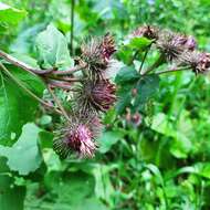 Image of Arctium ambiguum (Celak.) Nym.