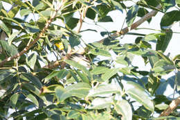 Image of Black-throated Green Warbler