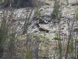 Image de Gallinago magellanica