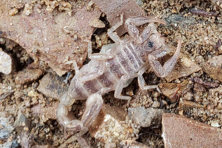 Image of Northern Scorpion