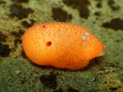 Image of Orange-peel doris