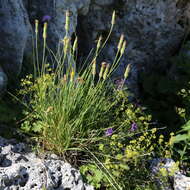 Image of Tragopogon reticulatus Boiss. & Huet