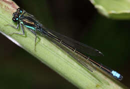 Image of Black-fronted Forktail