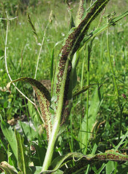 Image of Puccinia montana Fuckel 1874