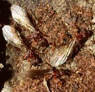 Image of Myrmica aloba Forel 1909