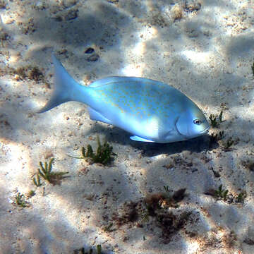 Image of New Zealand bluefish