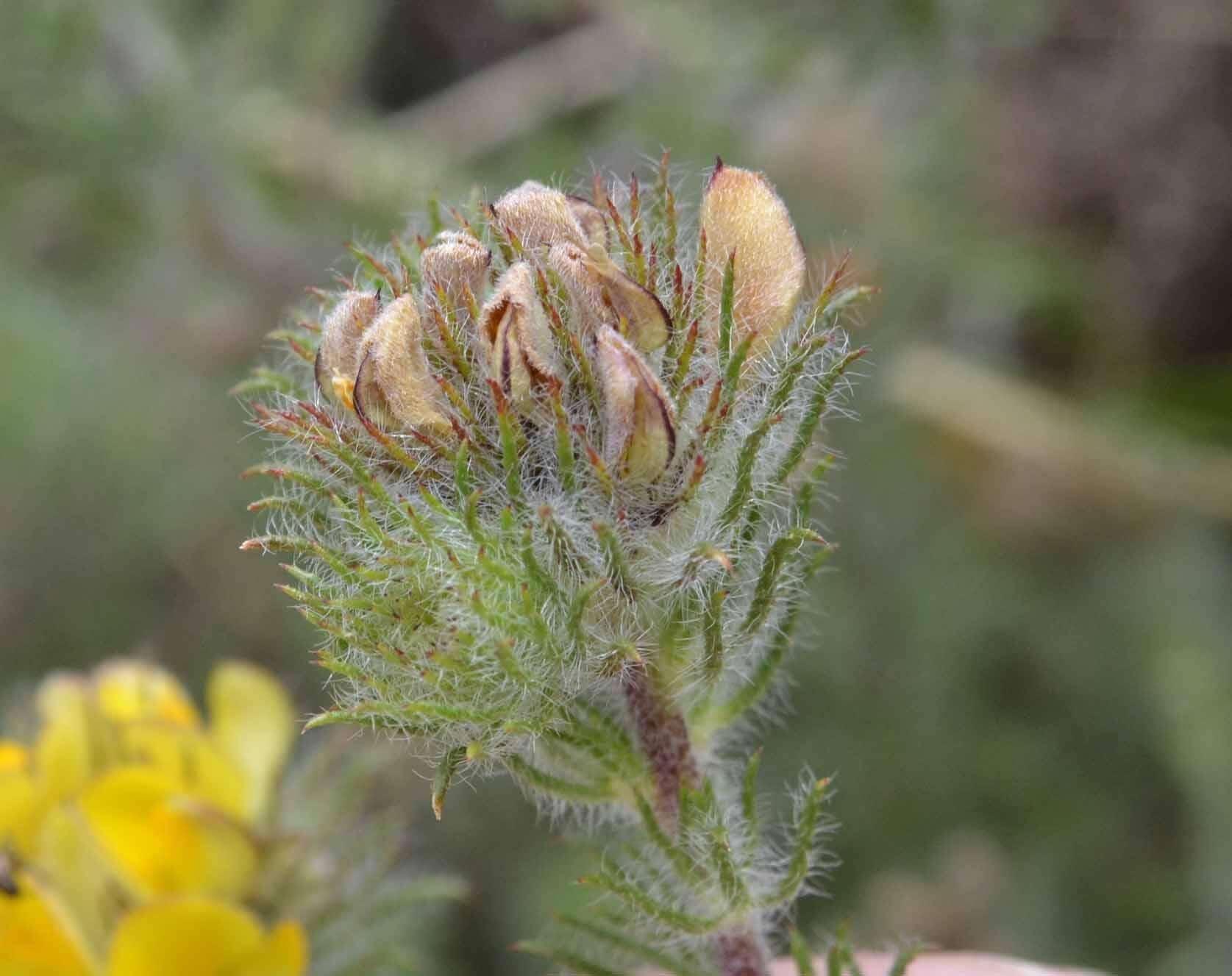 Image of Aspalathus araneosa L.