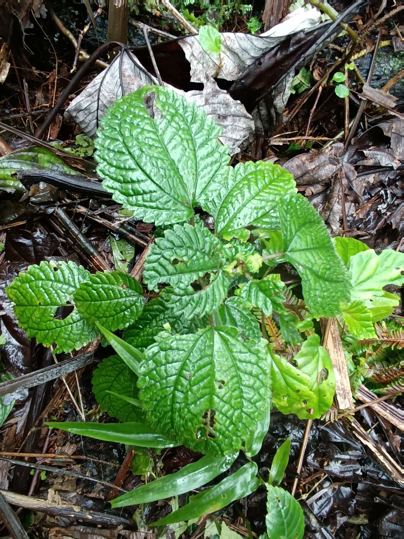 Image of West Indian Clearweed