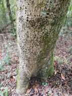 Image of Olea capensis subsp. macrocarpa (C. H. Wright) I. Verd.