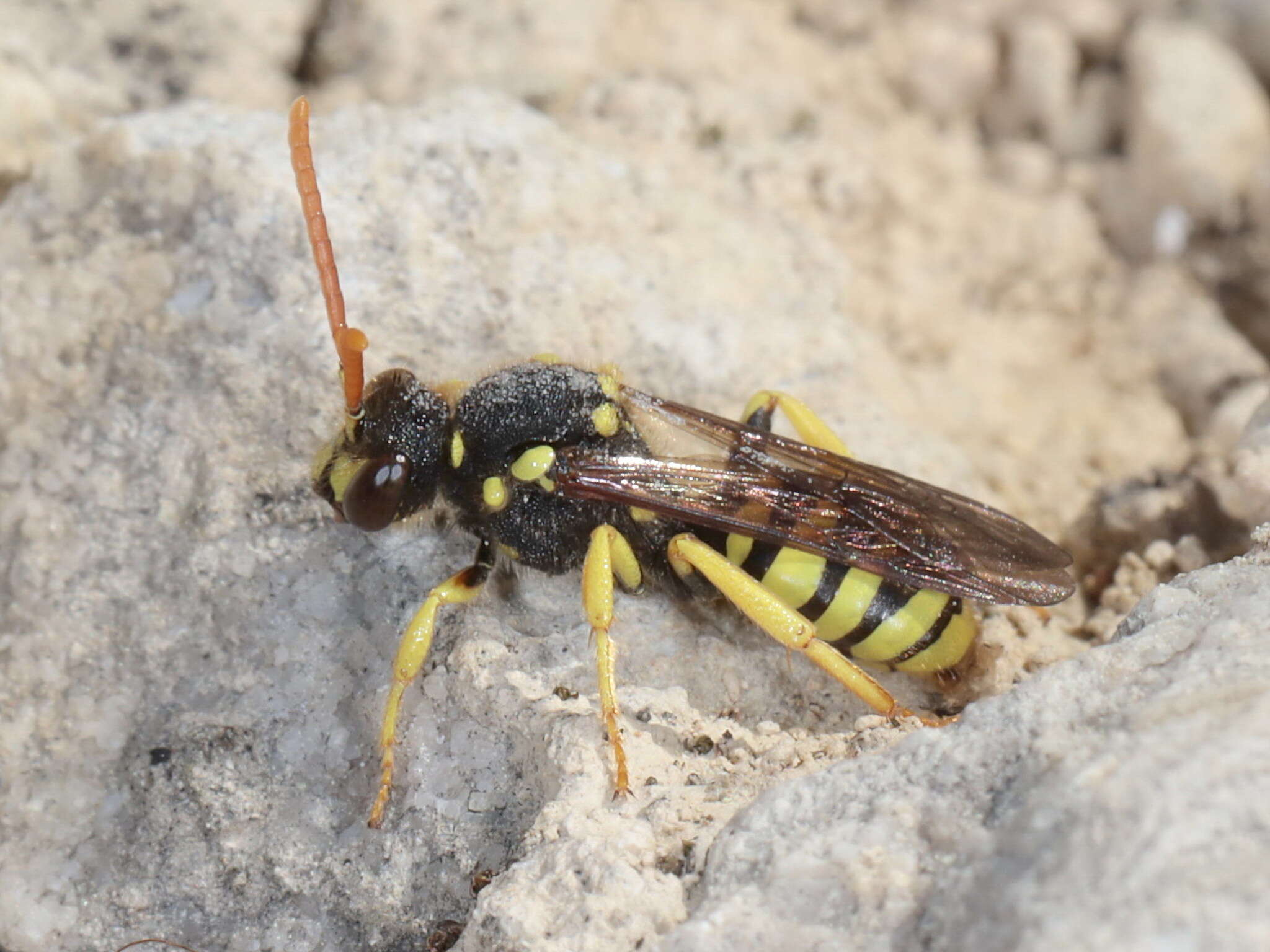 Image of Nomada succincta Panzer 1798